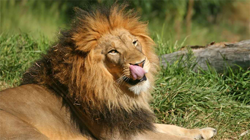 Hungry Lion_88748 Wallpaper