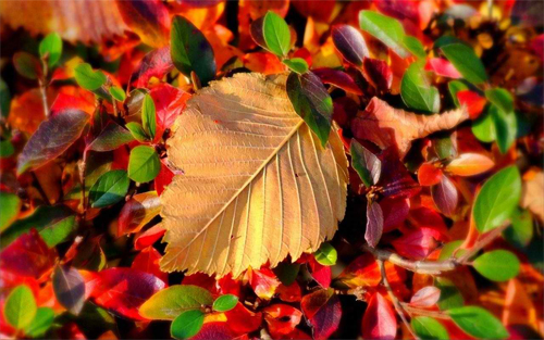autumn leaf_17548 Wallpaper