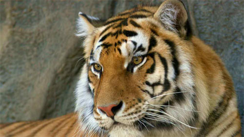 Bengal Tiger wallpaper