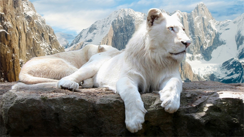 White Lions wallpapers
