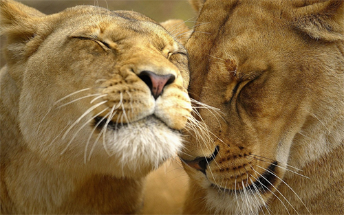 Lion affection wallpapers