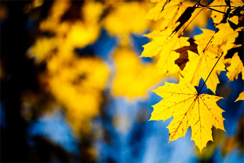Yellow leafs wallpapers