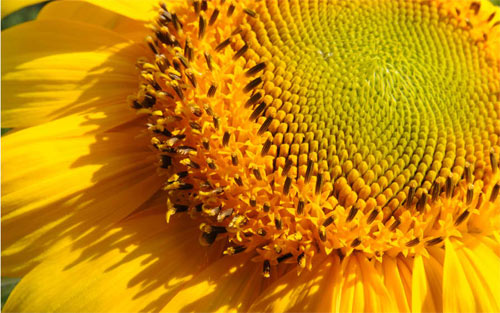 Sunflower I wallpaper