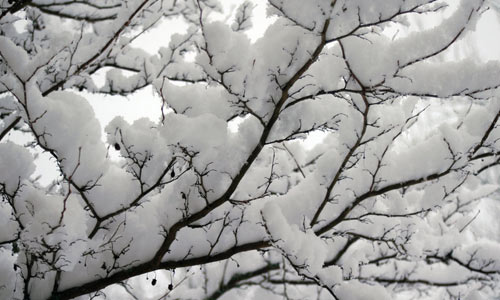 Snow on Branches texture