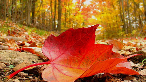 Autumn Leaf wallpaper