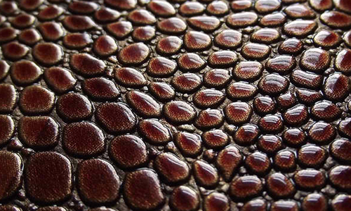 Snake Skin Texture