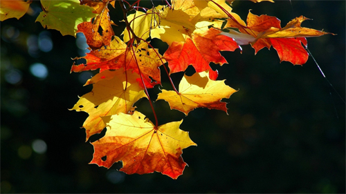 Autumn Leaves wallpapers