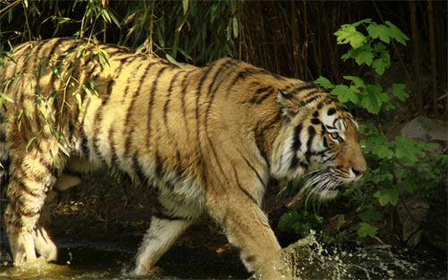 Bengal Tiger wallpaper