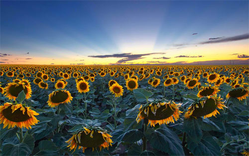 sunflower field wallpaper