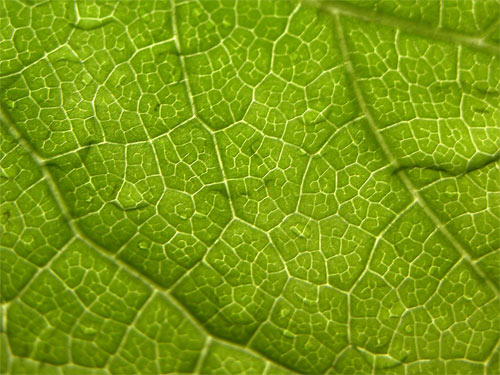 Green leaf wallpapers