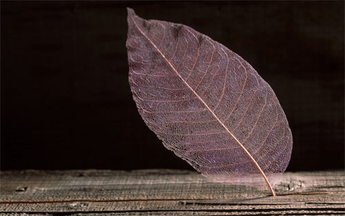 Transparent Leaf wallpapers