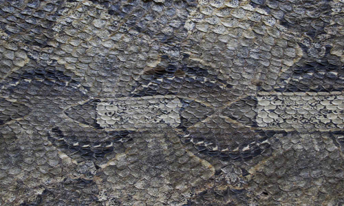 Snake Skin texture