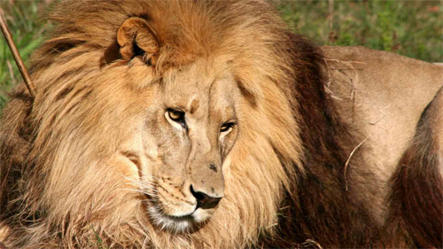 Leo the Lion wallpaper