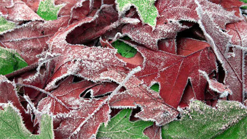 Frozen Leaf wallpaper