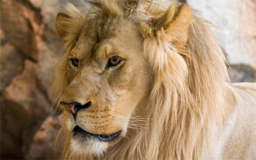 Leo the Lion Wallpaper