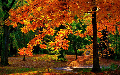 Autumn Colours_27909 Wallpaper