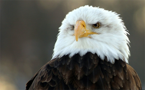Bald eagle watching wallpapers