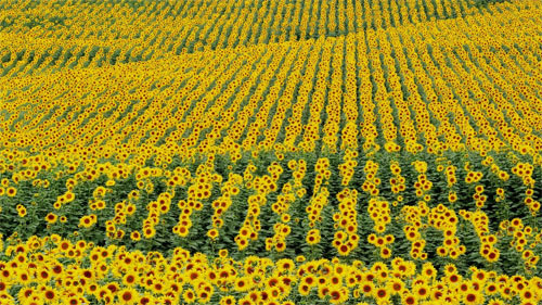 Sunflower Field wallpapers