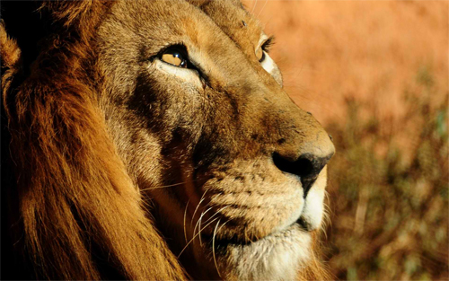 Lion Close-up wallpapers_102145