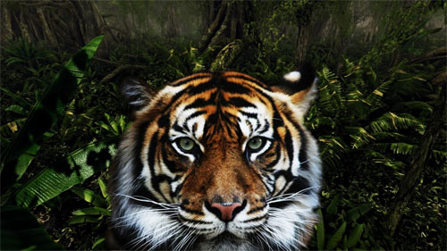 Jungle Tiger wallpapers