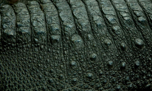 Alligator Skin texture