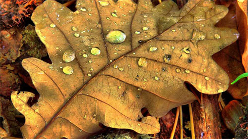fallen leaf wallpaper