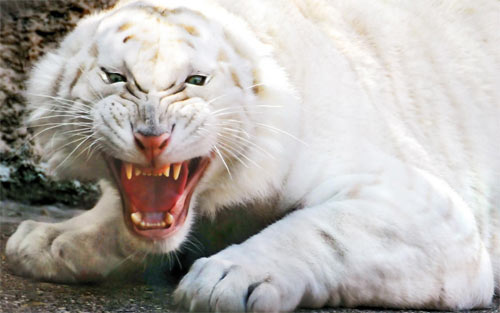 Angry white tiger wallpapers