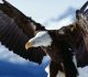 30 Magnificent Free Eagle Wallpaper Collections
