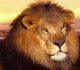 35 Free Examples of Mighty Lion Wallpaper