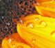 30 Brilliantly Colored Sunflower Wallpaper