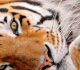 35 Ferocious Tiger Wallpaper for your Desktop