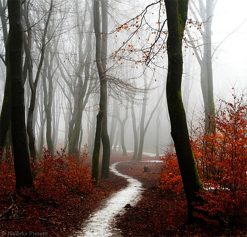 Scarlet red tree forest scary