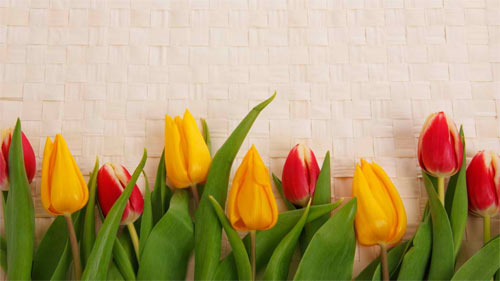 Tulips wallpaper