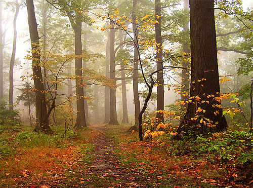 Foggy gloomy tree forest scary