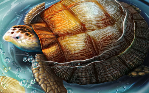 Pool Turtle wallpapers