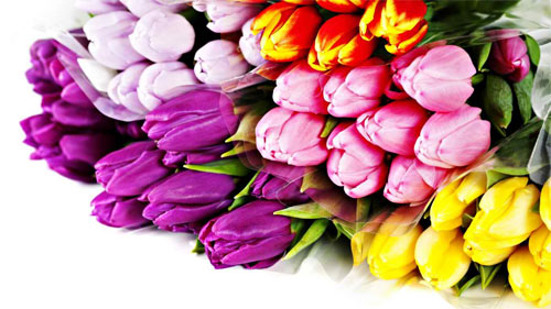 Colorful Tulips wallpaper