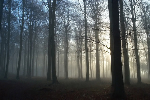 Foggy gloomy tree forest scary
