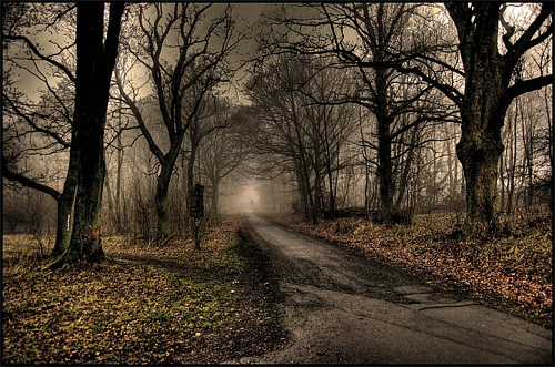 Foggy gloomy tree forest scary