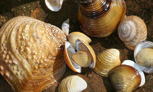 Shells on a Rock textures