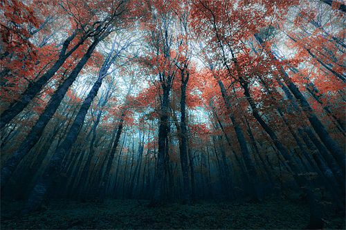 Pink leaves tree forest scary