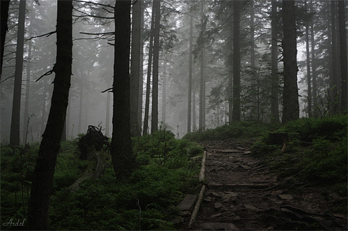 Foggy spooky tree forest scary