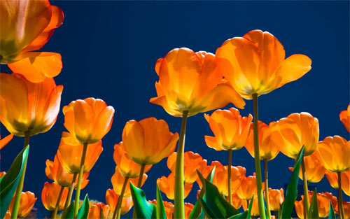 Affectionate Tulips wallpapers