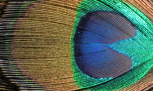 Peacock amazing feather beautiful texture