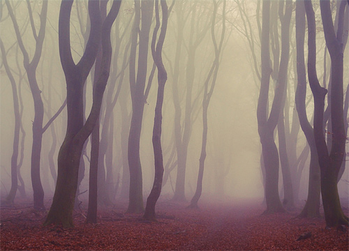 Spooky tree scary forest