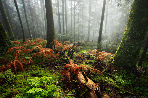 Gloomy foggy tree forest scary