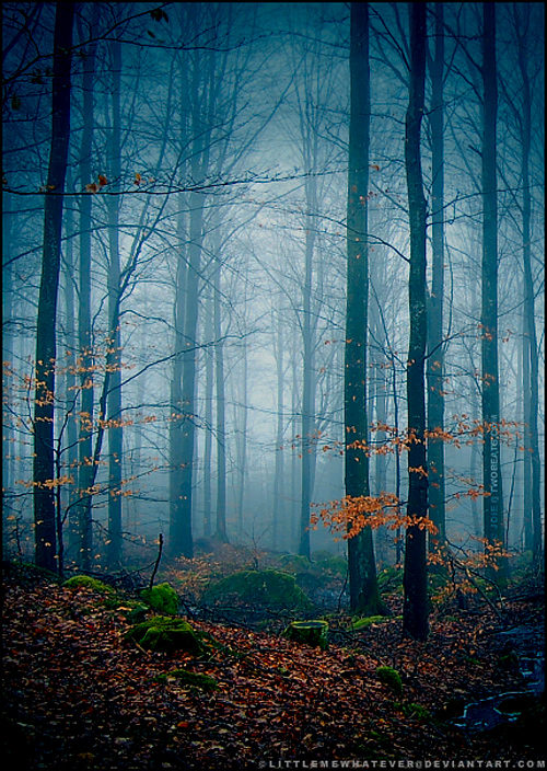 Blue foggy ambiance tree forest scary