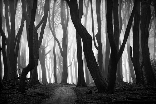 Black white tree forest scary