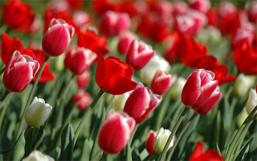 Red tulips wallpapers