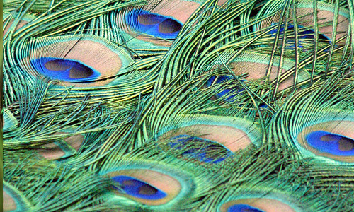 Peacock pattern feather beautiful texture