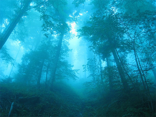 Blue foggy tree forest scary